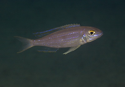 Lestradea perspicax 'Namansi'